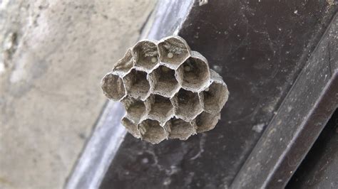 蜜蜂來家裡築巢
